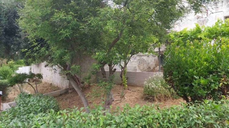 anaplash_prasinoy_maios_2020_04