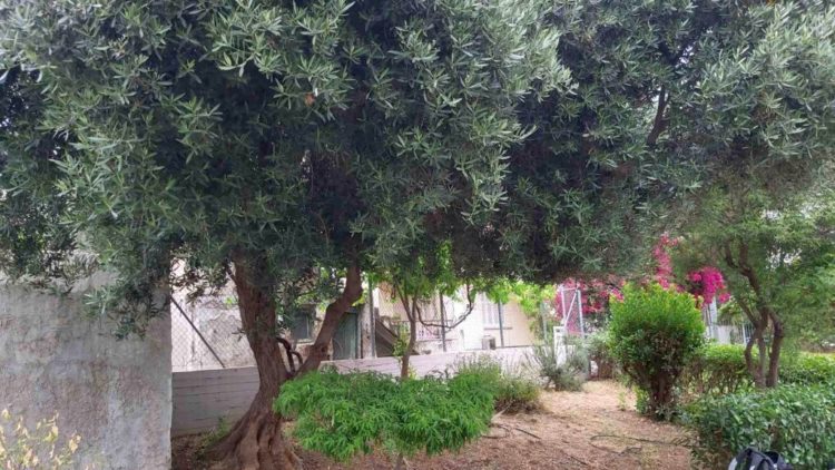 anaplash_prasinoy_maios_2020_10