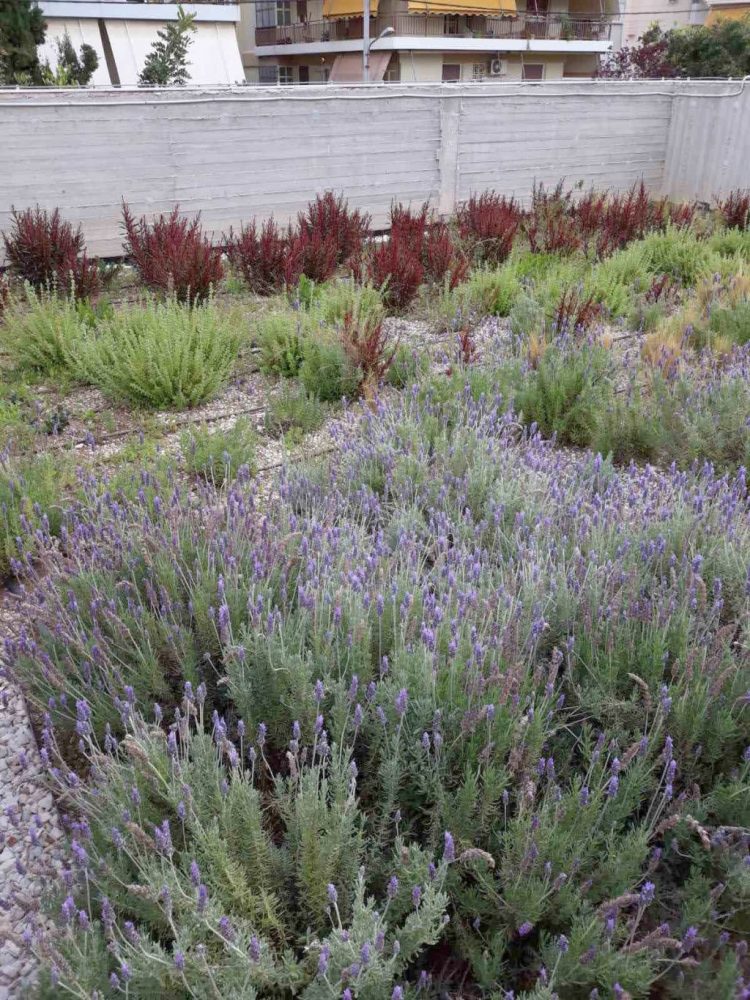 fytemena_dvmata_2021_01