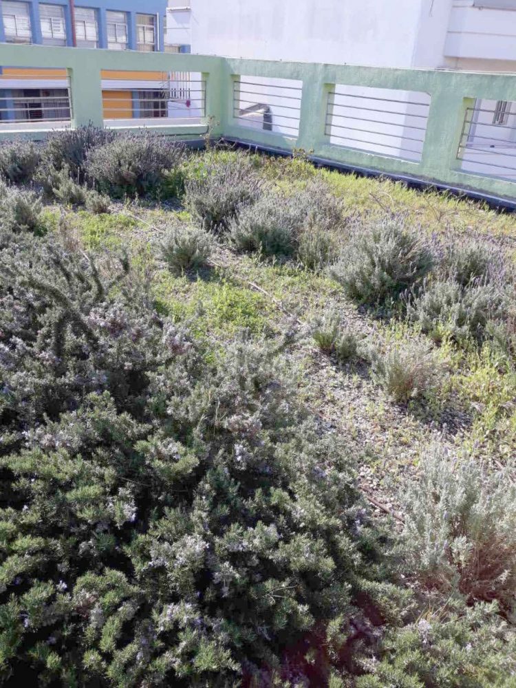 fytemena_dvmata_2021_02