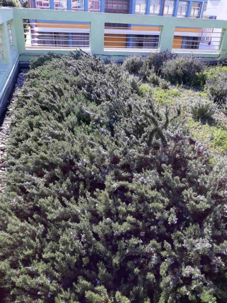 fytemena_dvmata_2021_03